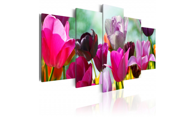 Obraz - Louka růžových tulipánů