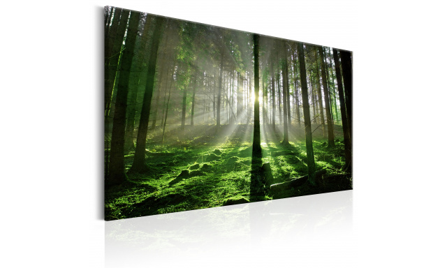 Obraz - Emerald Forest II