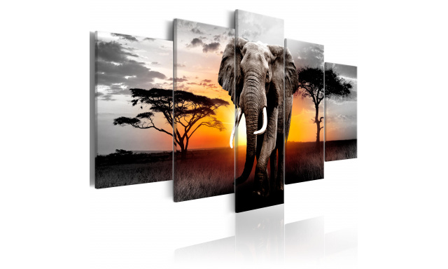 Obraz - Elephant at Sunset